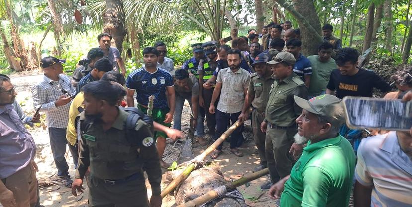 ‎বাগেরহাটের খানজাহান আলী মাজারের দিঘি থেকে শেষ কুমিরটি অপসারণ