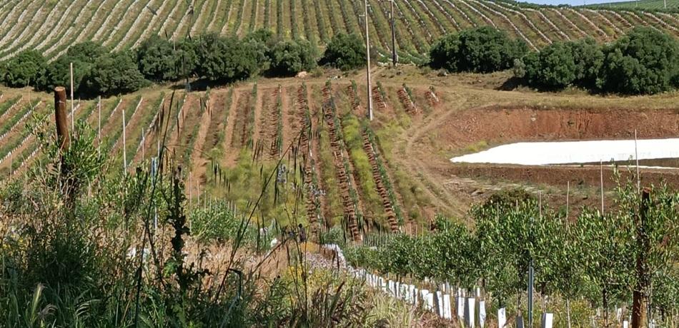 প্রযুক্তি ও বাংলাদেশি শ্রমিক আর কূটনীতি-ট্রিপল শটে টিকছে পর্তুগালের কৃষি