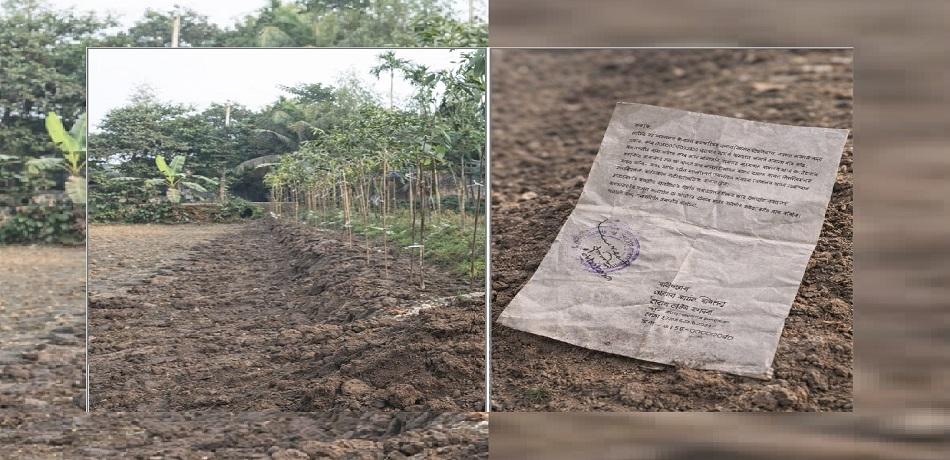 ইউক্যালিপটাস গাছের আগ্রাসনে বসতভিটা ও ফসল বিপর্যস্ত, অপসারণে প্রশাসনের হস্তক্ষেপ চেয়ে লিখিত আবেদন