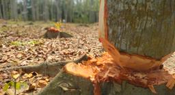 কোটালীপাড়ায় অর্ধ শতাধিক গাছ কেটে নিল আলামিন