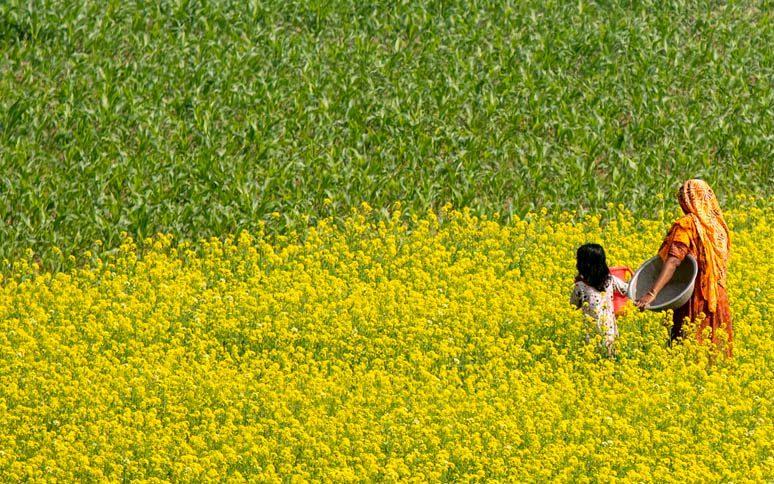 আঁকাবাঁকা মেঠো পথ; দুপাশে বিস্তীর্ণ ফসলি জমিতে সরষে ফুল। সবকিছু মিলিয়ে মনে হবে, প্রকৃতি যেন হলুদ রঙের গালিচা বিছিয়েছে।