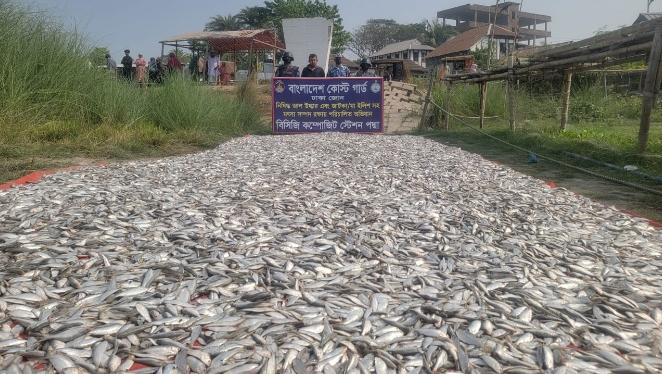 লৌহজংয়ে কোস্ট গার্ডের অভিযানে ৩৮০০ কেজি জাটকা আটক