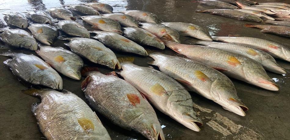 মৎস্য বন্দর মহিপুরে এক ট্রলারে ধরা পড়লো ৪০ পিস কোরাল,পৌনে দুই লক্ষ টাকা বিক্রি