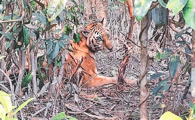 ‎দীর্ঘ ছয় মাসের চিকিৎসা শেষে সাম্রাজ্যে ফিরছে উদ্ধার হওয়া সেই বাঘিনী