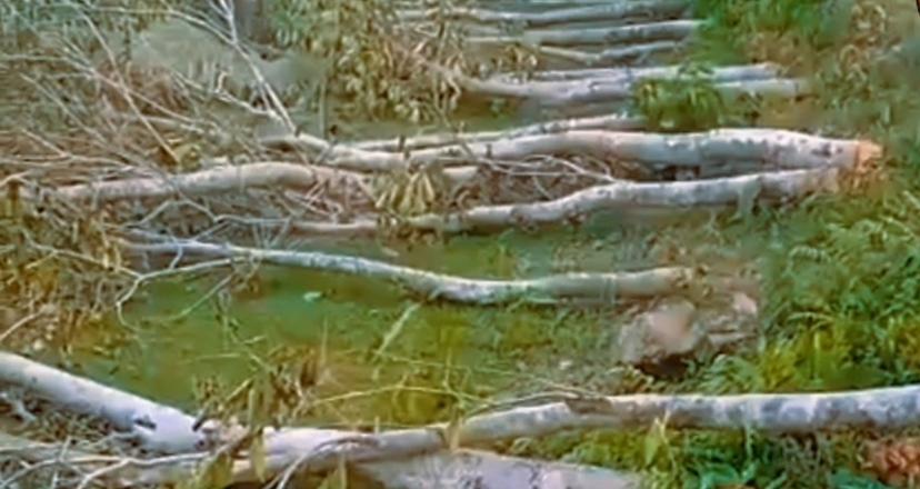 জোরপূর্বক গাছ ও ধান কেটে নেওয়ার অভিযোগ উঠেছে এক প্রবাসীর বিরুদ্ধে