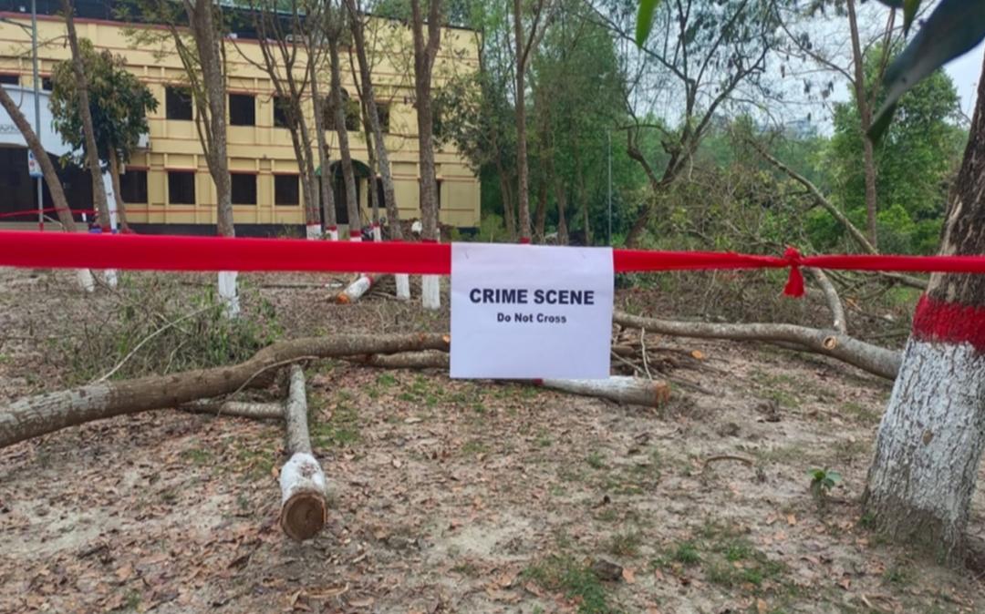 বেরোবিতে গাছ কাটা ঘিরে ‘ক্রাইম সিন’ কর্মসূচি, উন্মুক্ত জবাবদিহিতা দাবি শিক্ষার্থীদের