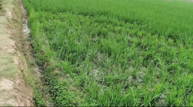 জামালপুরে বর্গাচাষীর ধানক্ষেত কেটে সাবাড়: মাদকাসক্ত যুবকের বিরুদ্ধে থানায় জিডি