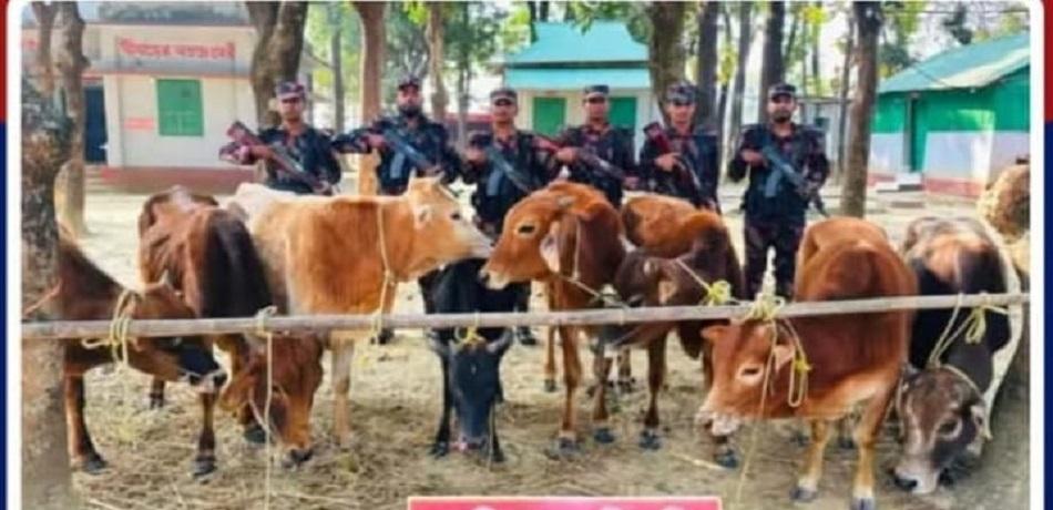 মধ্যনগরে সীমান্ত এলাকায় পৃথক দুটি অভিযানে ১৪টি মালিকবিহীন ভারতীয় গরু আটক করেছে বর্ডার গার্ড