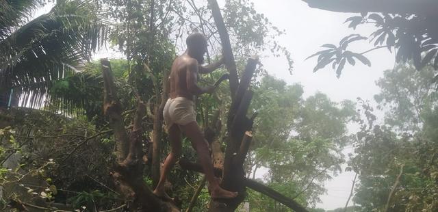 ​শ্রীনগরে আদালতের স্থিতাবস্থা অমান্য করে গাছ কর্তনের অভিযোগ