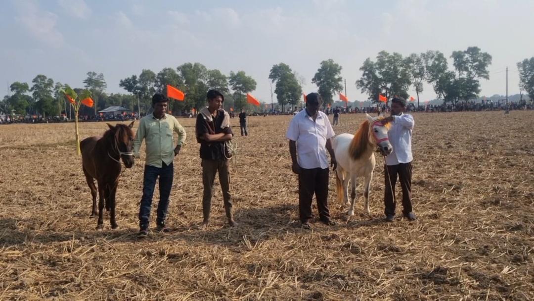 মৌলভীবাজারে গ্রামবাংলার ঐতিহ্যবাহী দৌড়ে ১৫টি ঘোড়া প্রতিযোগিতায় অংশ নেয়