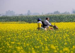 আঁকাবাঁকা মেঠো পথ; দুপাশে বিস্তীর্ণ ফসলি জমিতে সরষে ফুল। সবকিছু মিলিয়ে মনে হবে, প্রকৃতি যেন হলুদ রঙের গালিচা বিছিয়েছে।