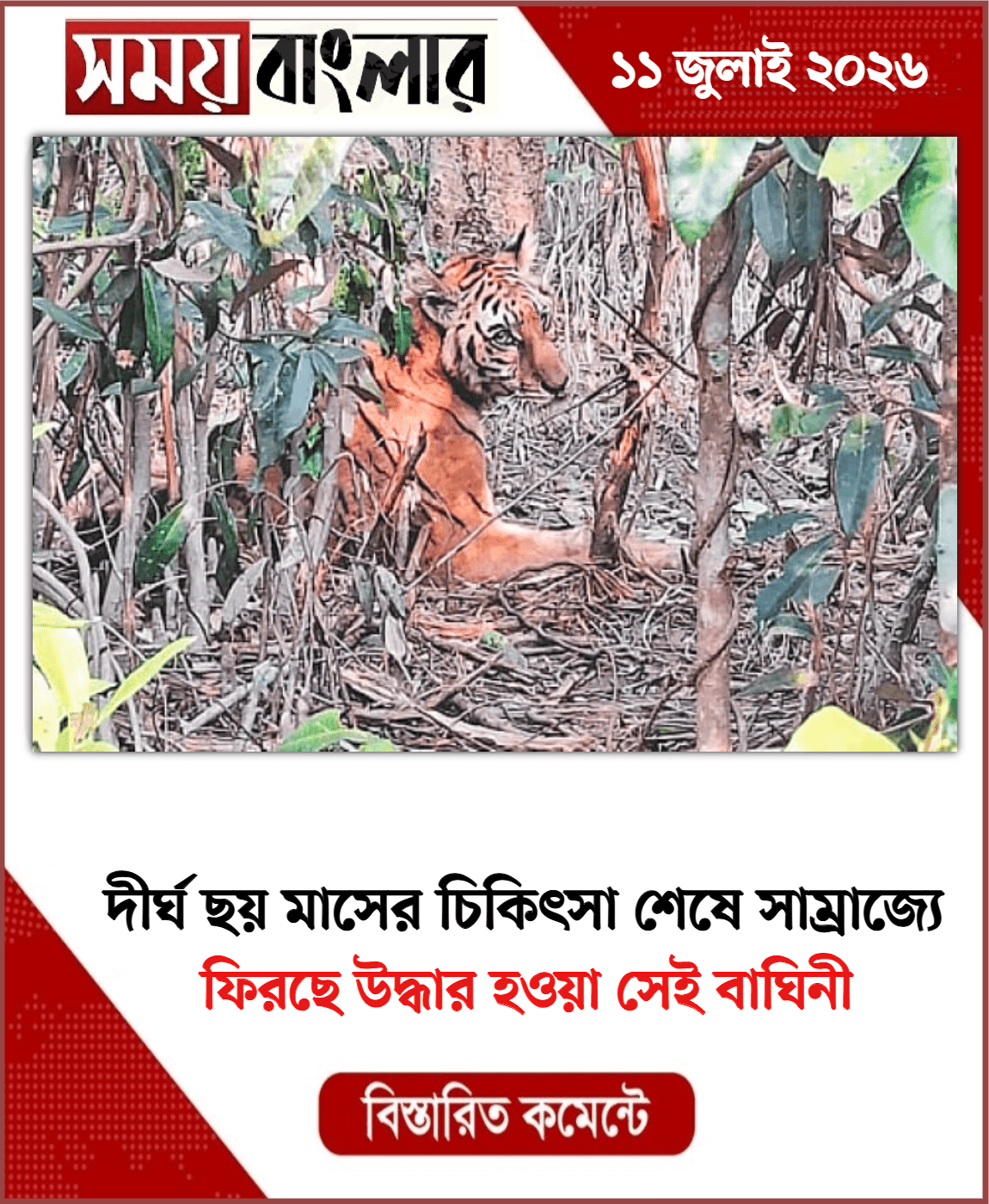 ফিরছে উদ্ধার হওয়া সেই বাঘিনী