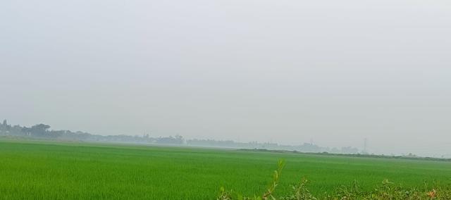 সবুজ গালিচায় মোড়ানো সৌন্দর্যের অপার লীলাভূমি মুন্সিগঞ্জের আড়িয়াল বিল