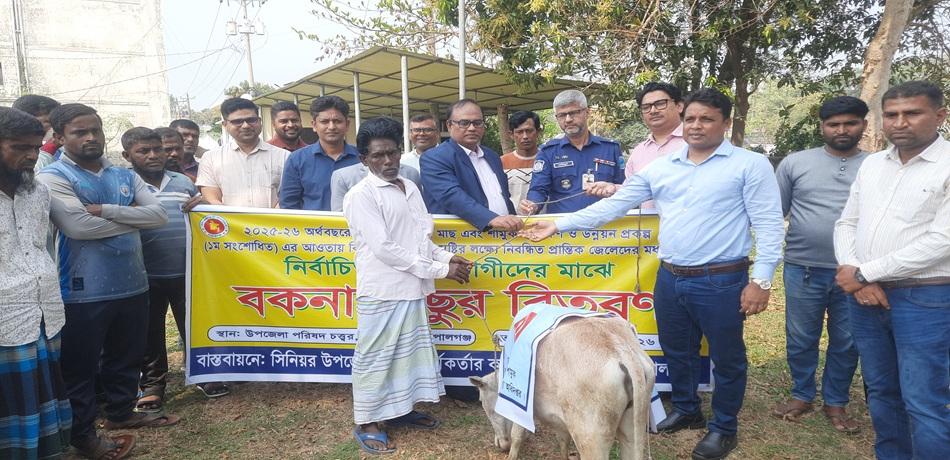 টুঙ্গিপাড়ায় ৬০ জেলের মাঝে বকনা বাছুর বিতরণ দেশীয় মাছ ও শামুক সংরক্ষণে অনন্য উদ্যোগ