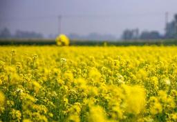 আঁকাবাঁকা মেঠো পথ; দুপাশে বিস্তীর্ণ ফসলি জমিতে সরষে ফুল। সবকিছু মিলিয়ে মনে হবে, প্রকৃতি যেন হলুদ রঙের গালিচা বিছিয়েছে।