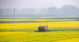 আঁকাবাঁকা মেঠো পথ; দুপাশে বিস্তীর্ণ ফসলি জমিতে সরষে ফুল। সবকিছু মিলিয়ে মনে হবে, প্রকৃতি যেন হলুদ রঙের গালিচা বিছিয়েছে।