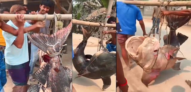 ধুনটে যমুনা নদীতে ধরা পড়ল ১০৫ কেজির বিশাল বাঘার মাছ