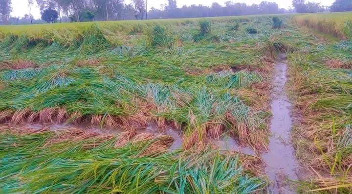ঠাকুরগাঁওয়ে টানা ২৪ ঘণ্টার বৃষ্টিতে কৃষকের সর্বনাশ