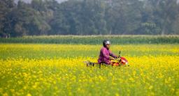আঁকাবাঁকা মেঠো পথ; দুপাশে বিস্তীর্ণ ফসলি জমিতে সরষে ফুল। সবকিছু মিলিয়ে মনে হবে, প্রকৃতি যেন হলুদ রঙের গালিচা বিছিয়েছে।