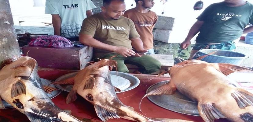 রাজনগর বাজারে প্রকাশ্যে বিক্রি হচ্ছে নিষিদ্ধ বাঘাই মাছ,প্রশাসন নীরব