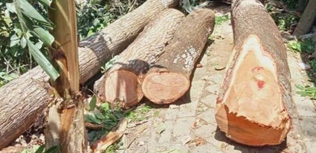 ইউনিয়ন পরিষদের গাছ কেটে নেয়ার অভিযোগ যুবলীগ নেতার বিরুদ্ধে