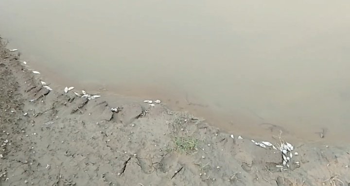 কোম্পানীগঞ্জে পুকুরে বি/ষ প্রয়োগ, ১২ লাখ টাকার মাছ মারা যাওয়ার অভিযোগ