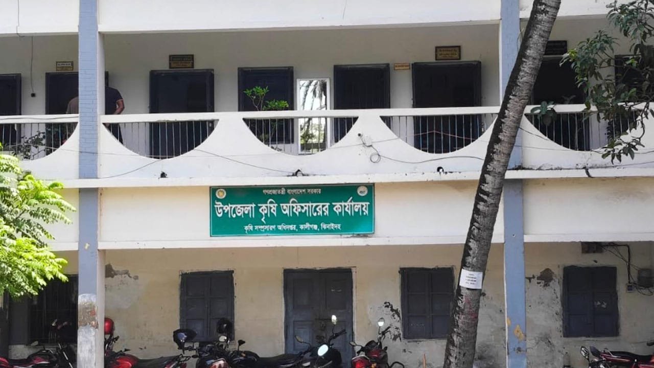 কালীগঞ্জে সারের সংকট-বিপাকে আমন চাষিরা