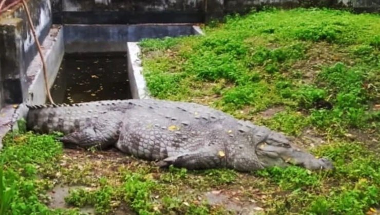 ‎দিঘি থেকে কক্সবাজারের সাফারি পার্কে: অনশনের পর নতুন ঠিকানায় ধলাপাহাড়