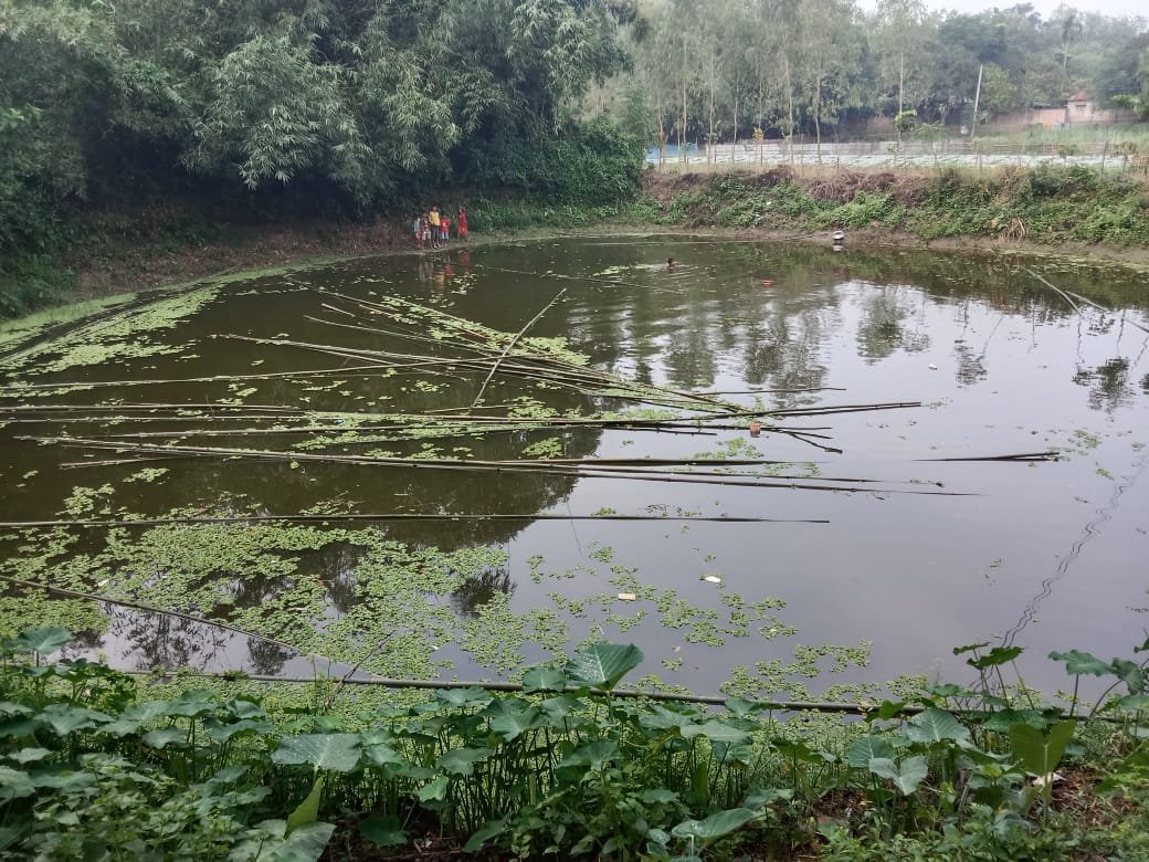 পীরগঞ্জের ভোমরাদহ গ্রামের মৎস্য চাষীর শত্রুতায় বিষ প্রয়োগে মৎস্য নিধন