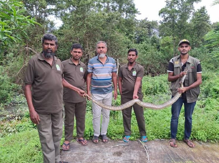 ‎সুন্দরবনের লোকালয়ে অজগরের হানা: বন থেকে উদ্ধার করে পুনরায় অবমুক্ত