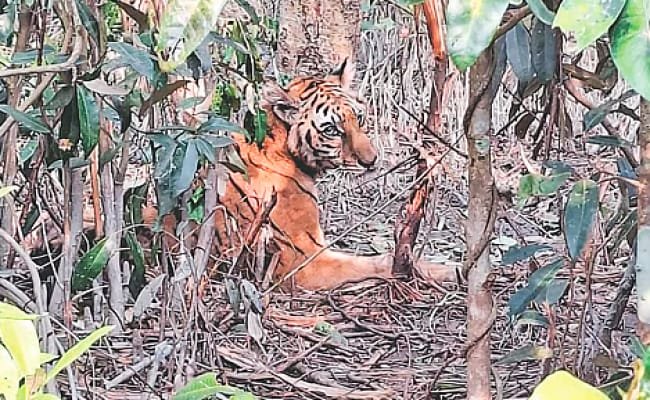 ‎দীর্ঘ ছয় মাসের চিকিৎসা শেষে সাম্রাজ্যে ফিরছে উদ্ধার হওয়া সেই বাঘিনী