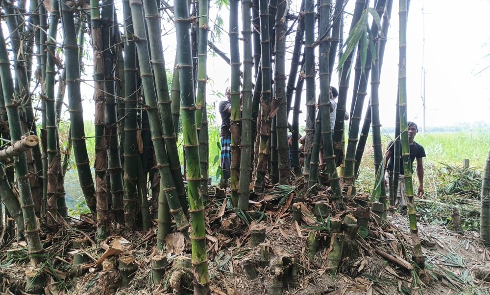 পীরগাছায় বসতবাড়ি ভাঙচুর ও বাঁশঝাড় সাবাড়ের অভিযোগ