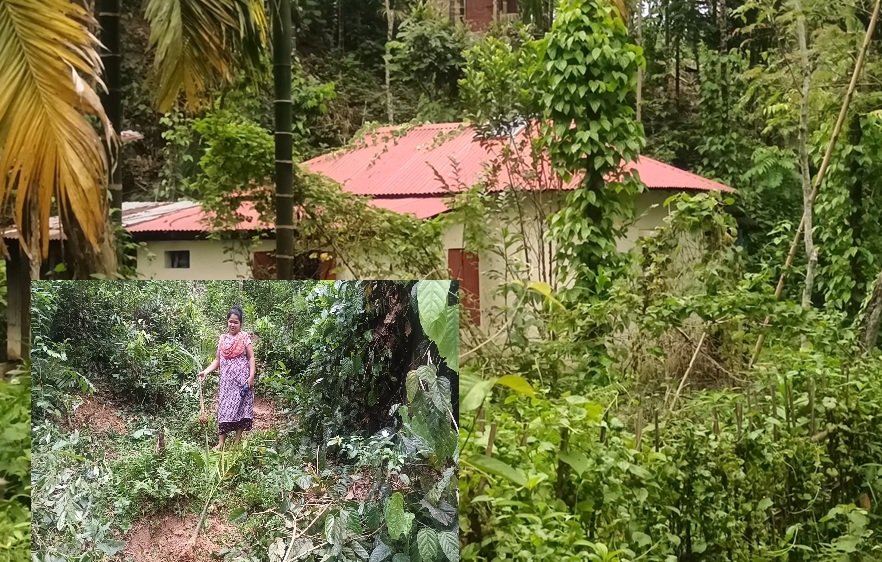 মৌলভীবাজারের কুলাউড়ায় বিট কর্মকর্তার ইন্ধনে পানগাছ কাটার অভিযোগ