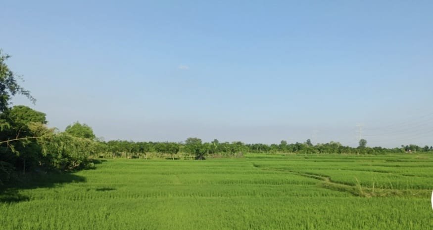 শরণখোলায় জোর করে জমি দখলের চেষ্টার অভিযোগ উঠেছে