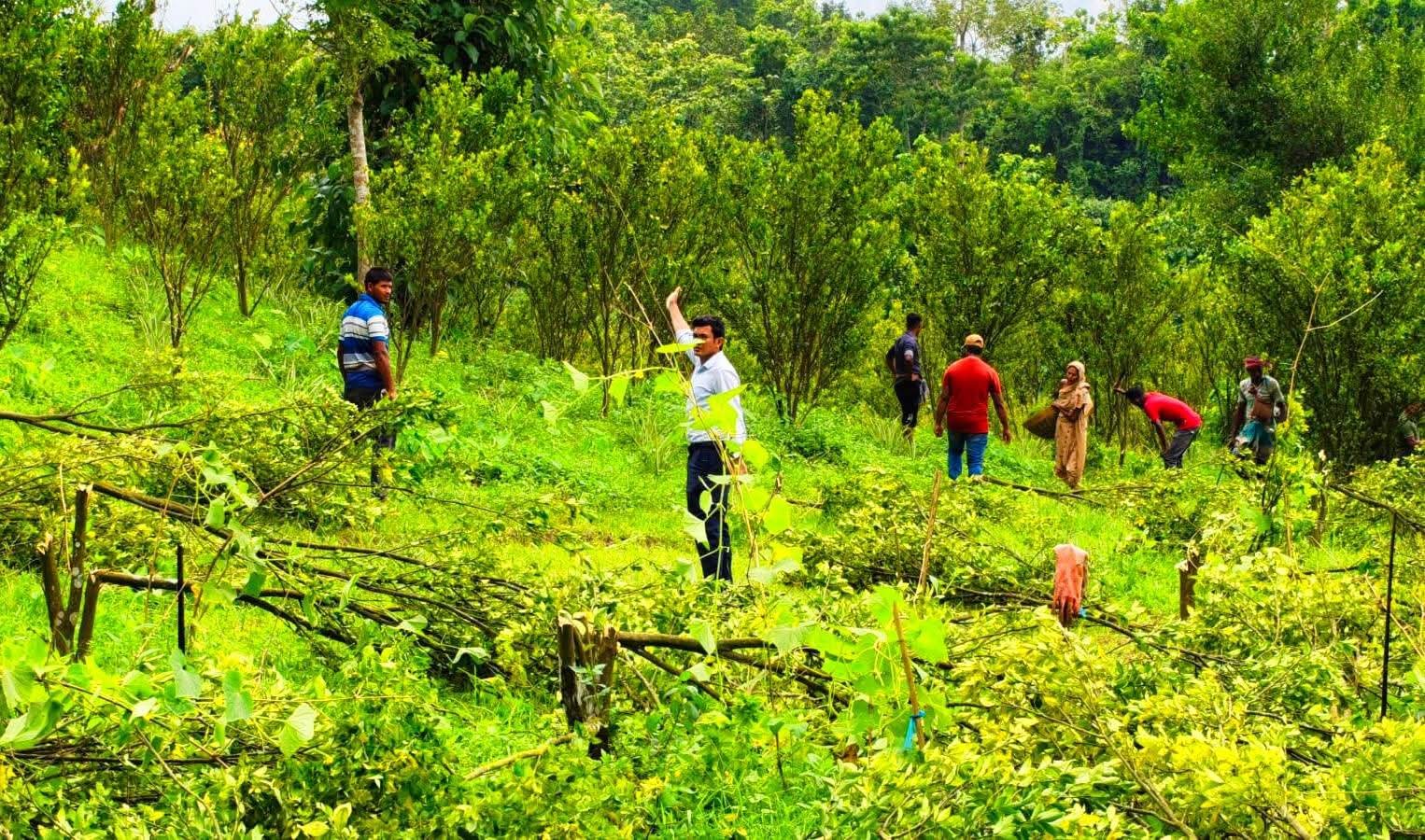 কমলগঞ্জে কমলা বাগান উচ্ছেদ: অভিযোগ ও বাস্তবতার ফারাক