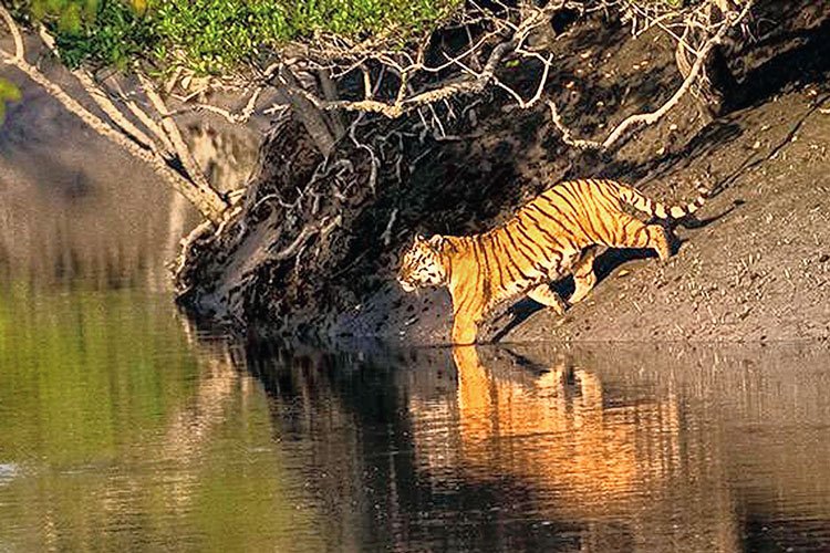 সুন্দরবনের বাঘের আতঙ্কে নির্ঘুম তিন গ্রামের মানুষ