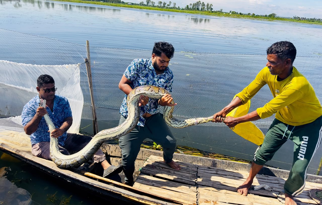 হাইল হাওরে মাছ ধরার জালে ১৬ ফুটের অজগর