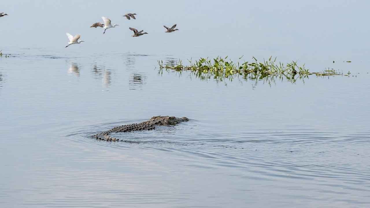 শরণখোলায় বলেশ্বর নদে বিশাল কুমিরের উপস্থিতি,স্থানীয় মৎস্যজীবীদের মধ্যে তীব্র আতঙ্ক