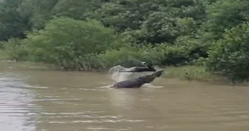 ‎সুন্দরবনের ঢাংমারী খালে ছাগল শিকার করল বিশাল কুমির