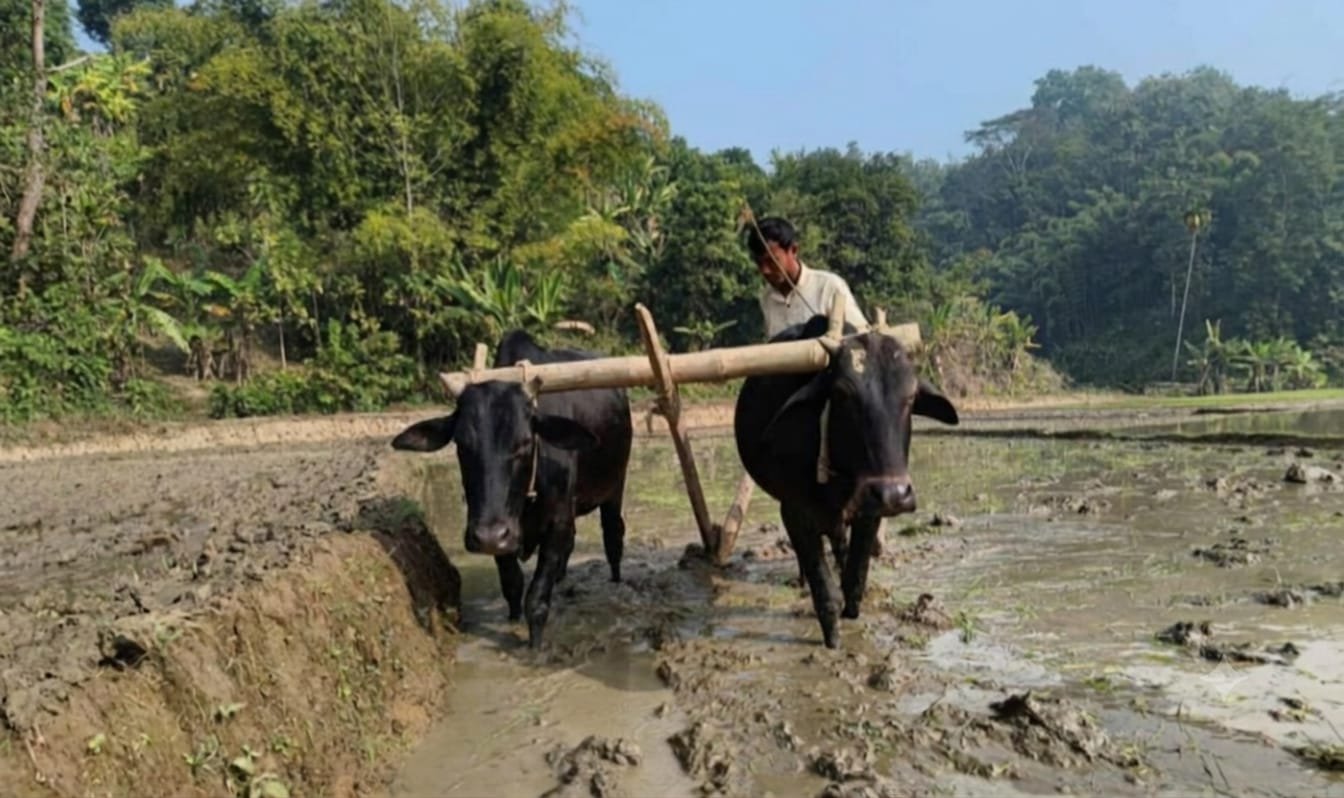 ঘাম ঝরানো ফসল গেল বানের জলে- নতুন আশায় মাঠে কৃষক