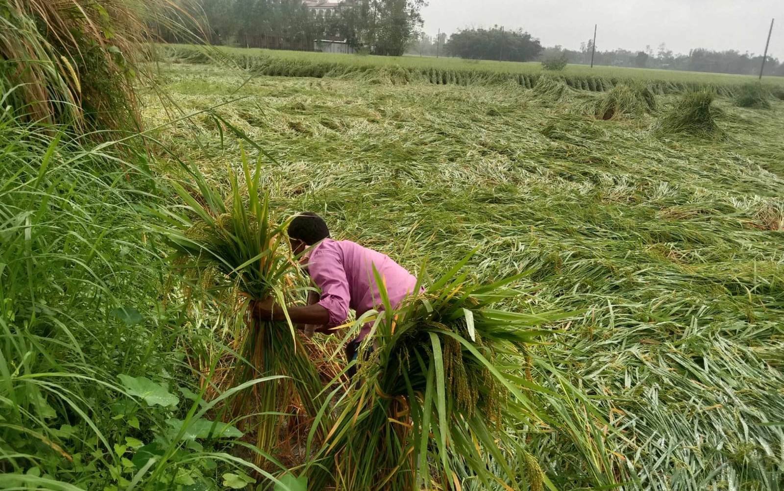 দিনাজপুরের খানসামায় প্রাকৃতিক দুর্যোগে ক্ষতিগ্রস্ত কৃষকদের পাশে উপজেলা কৃষি অফিসার