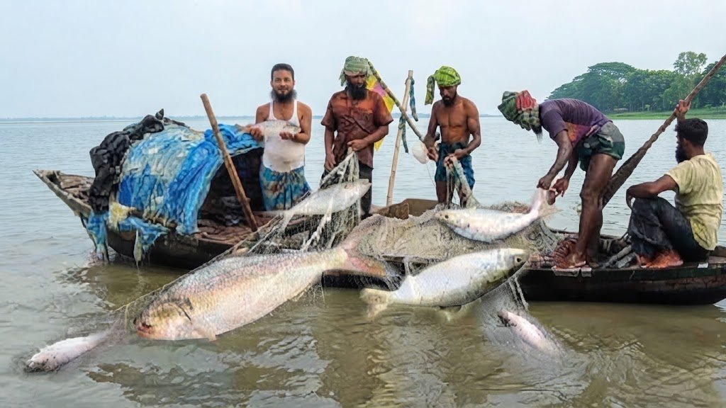 সাগর থেকে নদীতে আসা মা ইলিশের নিষেধাজ্ঞার মাঝেও চলছে শিকার