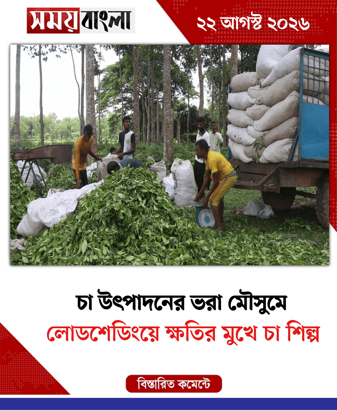 লোডশেডিংয়ে ক্ষতির মুখে চা শিল্প