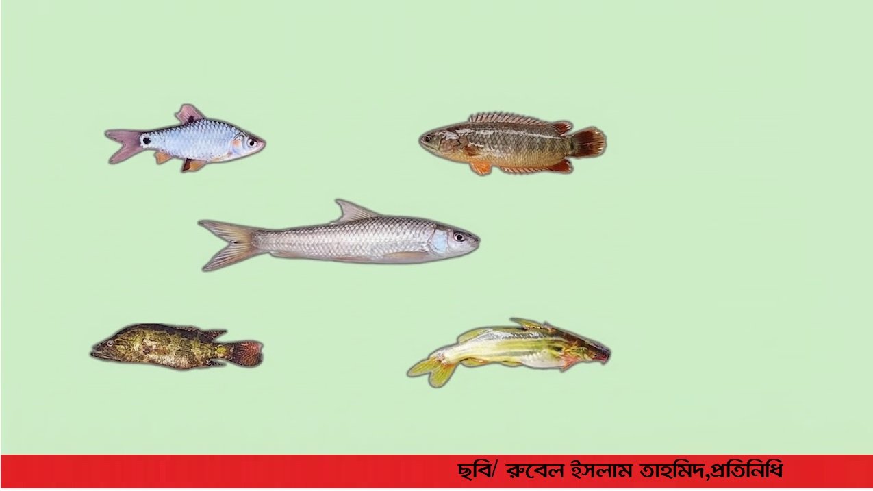মুন্সীগঞ্জের আড়িয়ল বিলের দেশি মাছে নিয়ে প্রথম বৈজ্ঞানিক গবেষণা মিলেছে মাইক্রোপ্লাস্টিক