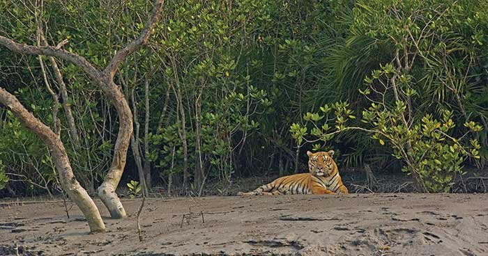 ‎অবমুক্ত বাঘিনীর রহস্যময় অন্তর্ধান: ৪০টি ক্যামেরায় মিলছে না অস্তিত্ব