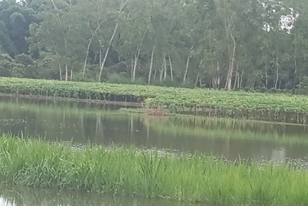 ভোমরাদহে উজানের পানিতে ভেসে জলাবদ্ধতা সৃষ্টি