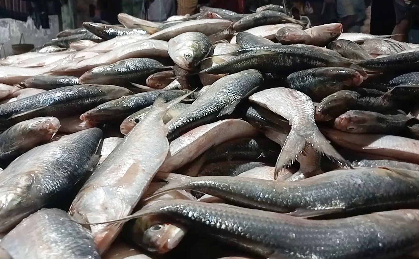 এক জালেই ধরা পড়লো ৪৬ মণ ইলিশ কুয়াকাটায়