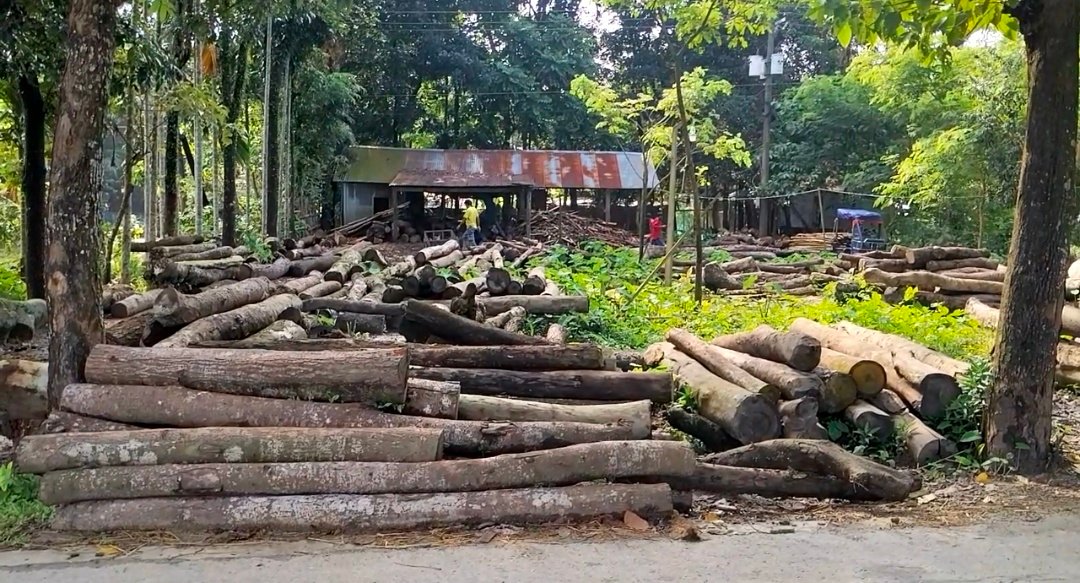 নিষেধাজ্ঞা অমান্য করে সুনামগঞ্জের মঙ্গলকাটায় অ'বৈ'ধ স-মিল চালাচ্ছেন আব্দুস সালাম