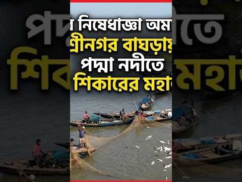 পদ্মা নদীতে সরকারি নিষেধাজ্ঞা অমান্য করে ইলিশ শিকারের মহাউৎসব চলছে | Somoybangla |