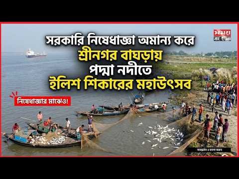 পদ্মা নদীতে সরকারি নিষেধাজ্ঞা অমান্য করে ইলিশ শিকারের মহাউৎসব চলছে | Somoybangla |